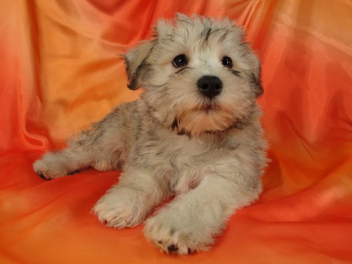 Female Schnoodle puppy for sale #21 Born November 25, 2011